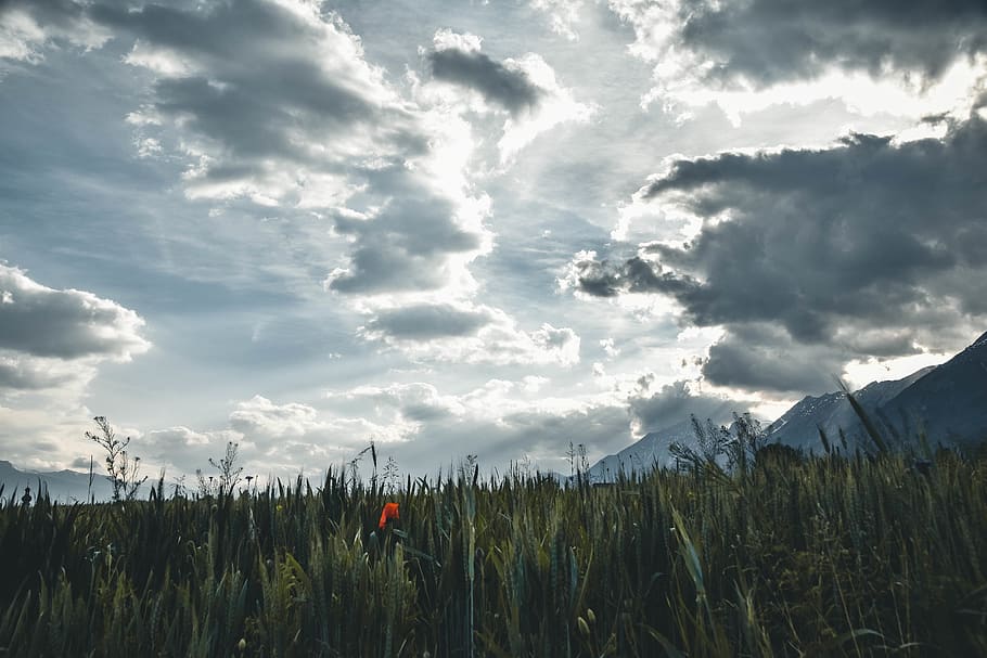 Landscape Photography of Pampas Grass, background, background image HD wallpaper