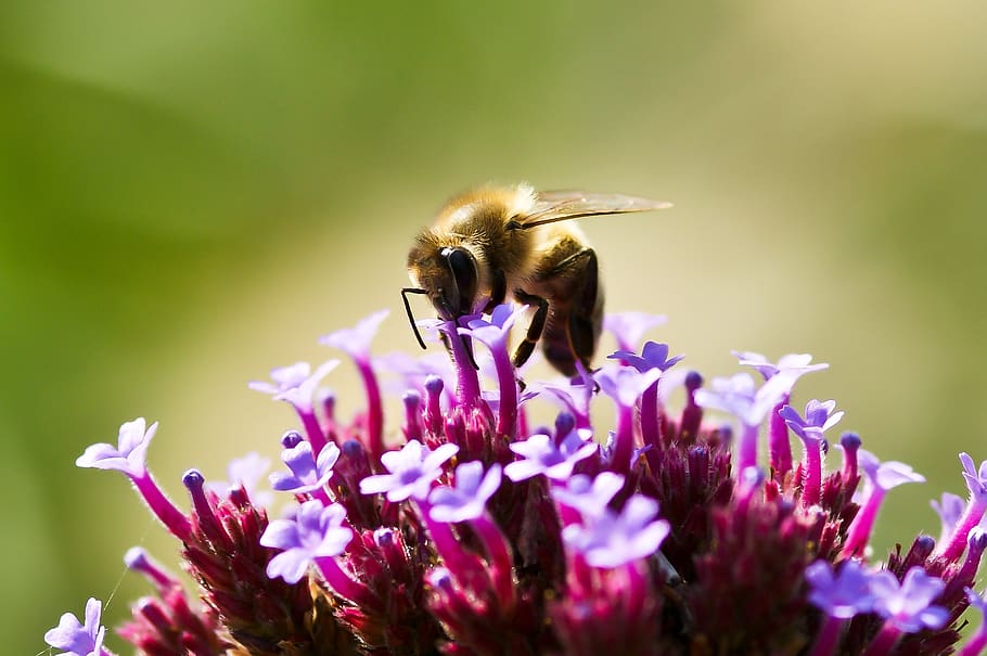 nature, bee, flower, insect, summer, flowering plant, animal themes HD wallpaper