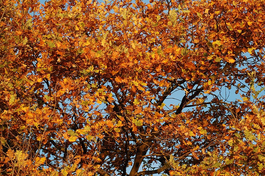 italy, corsico, tree, autumn, change, plant, beauty in nature HD wallpaper