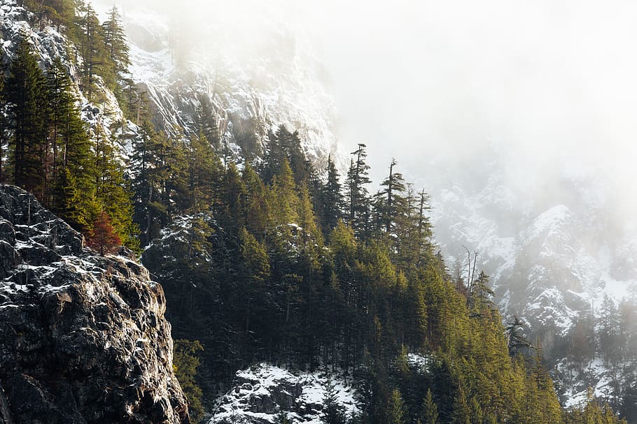 pine forest-covered mountain, tree, plant, scenics - nature, fog HD wallpaper