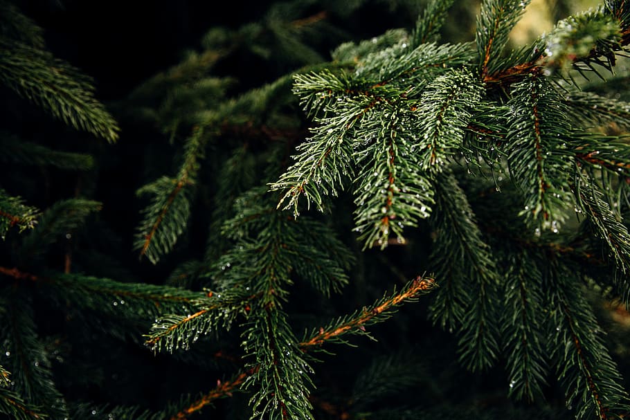 green tree leaves, plant, christmas tree, ornament, conifer, spruce