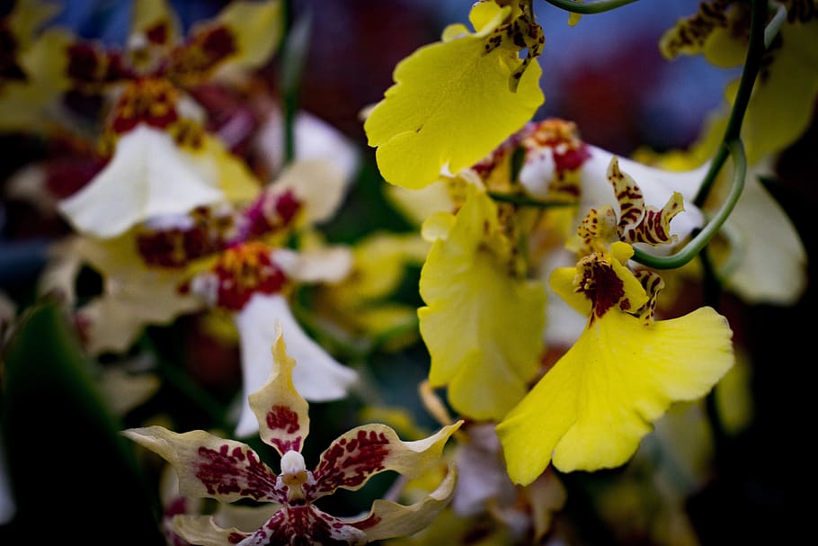flower, plant, flowering plant, growth, beauty in nature, close-up HD wallpaper