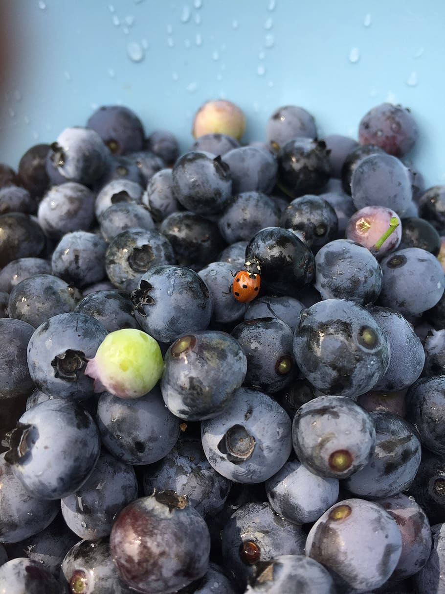 blueberry, ladybug, itself, harvest, pick, luck, fruit, fruits HD wallpaper