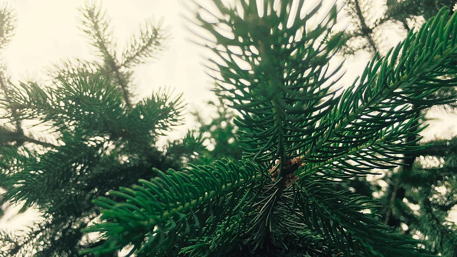 fir, trees, winter, xmas, christmas, romania, green, forest HD wallpaper