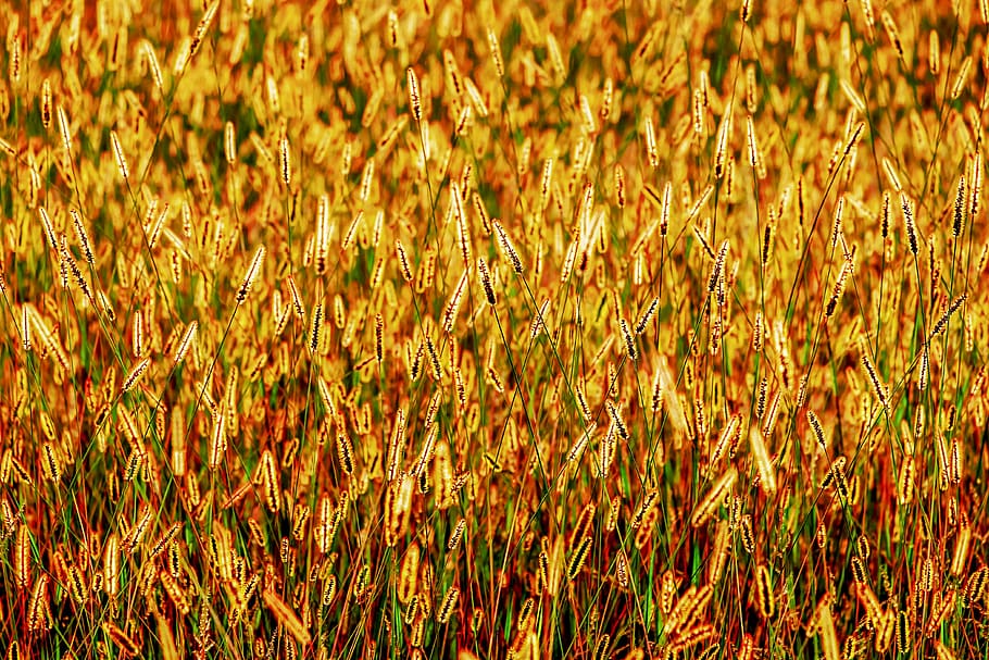 foxtail, grasses, backlighting, shining, nature, autumn, sunlight, HD wallpaper