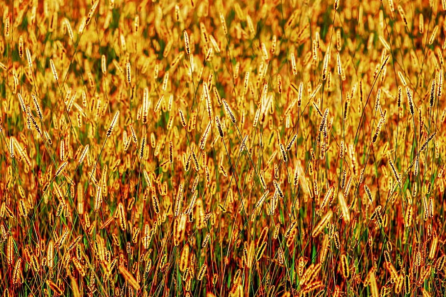 foxtail, grasses, backlighting, shining, nature, autumn, sunlight HD wallpaper
