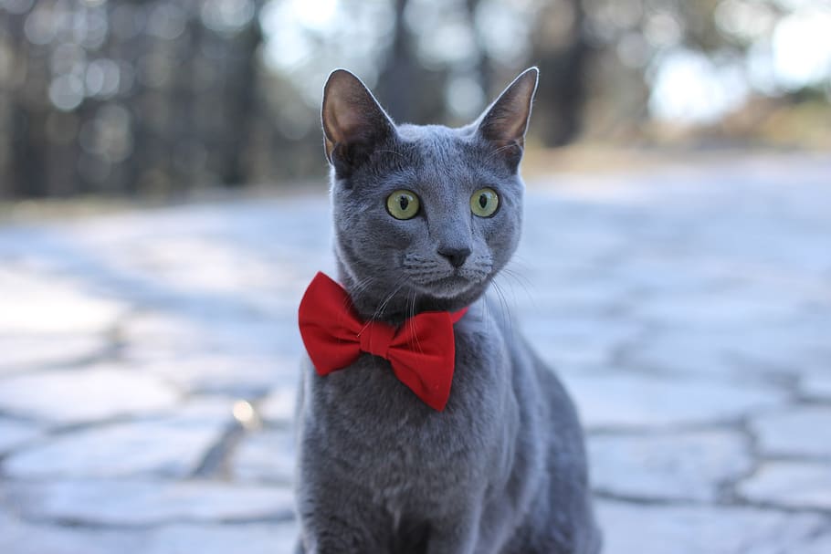 cat, pet, pets, bowtie, blue, russian, domestic, one animal HD wallpaper