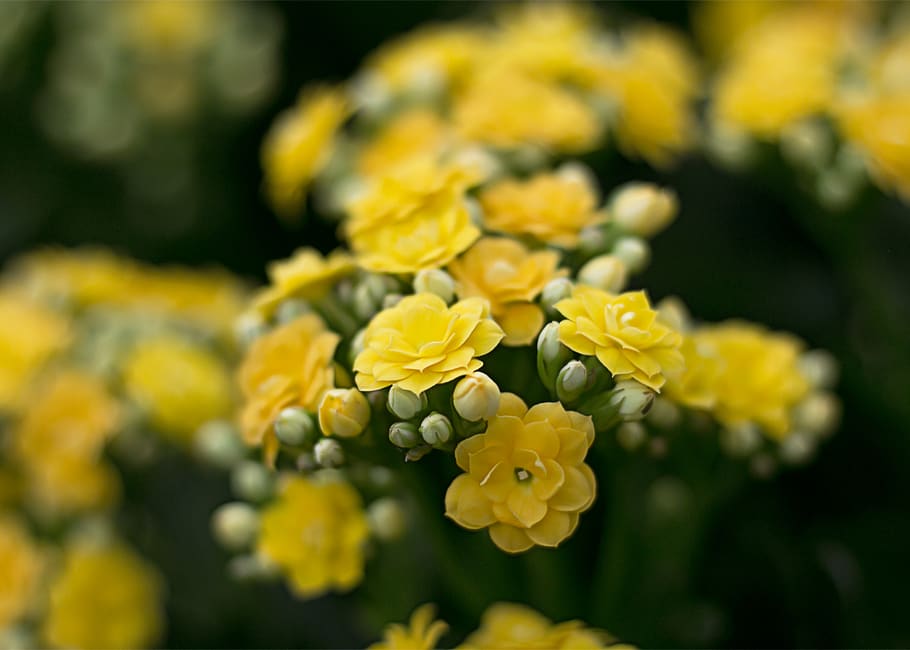 Close-Upp Photography of Yellow Flowers, beautiful, bloom, blooming HD wallpaper