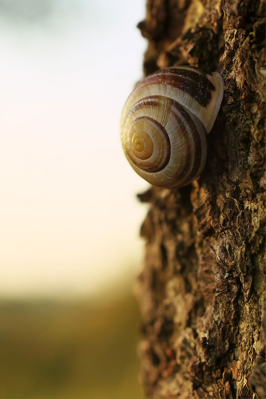 snail, autumn, tree, bark, nature, brown, bokeh, wood, log HD wallpaper