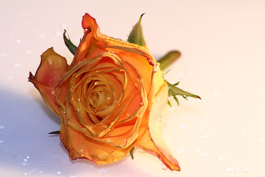 rose, orange, drop of water, flower, blossom, bloom, plant, HD wallpaper