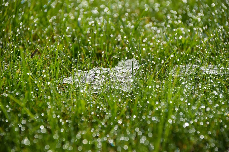 grass, nature, dew, green, spider, spider web, plant, green color HD wallpaper
