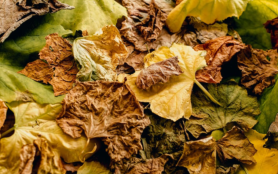 plant, leaf, lettuce, vegetable, food, maple leaf, veins, tree HD wallpaper