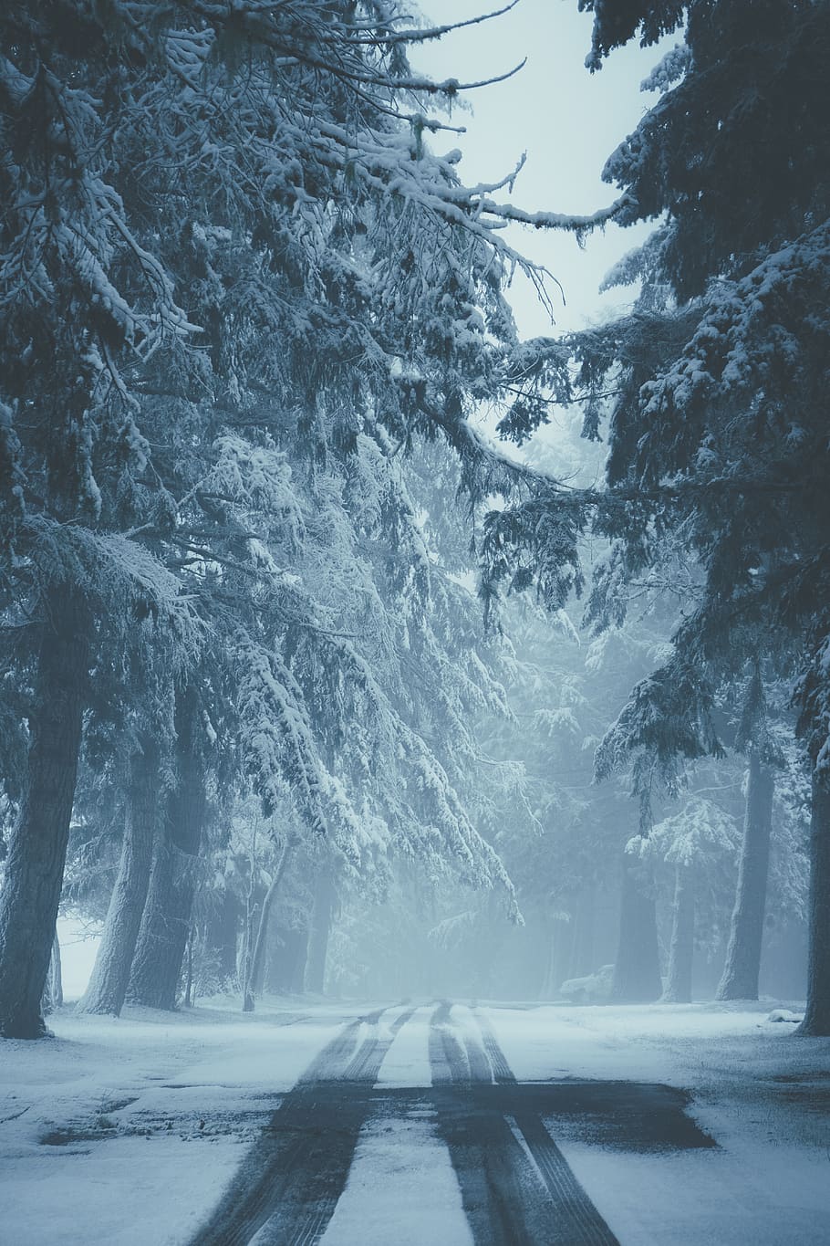 green-leafed trees, winter, cold temperature, snow, plant, road HD wallpaper