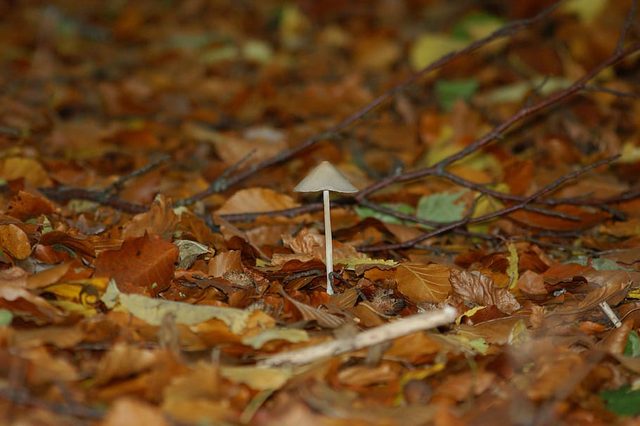 sponge, natural, forest, mushroom, autumn, moss, skovsvampe HD wallpaper