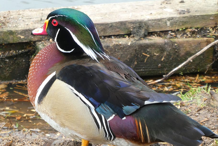 mandarin duck, asian bird, eendensoort, feathers, colors, petting HD wallpaper