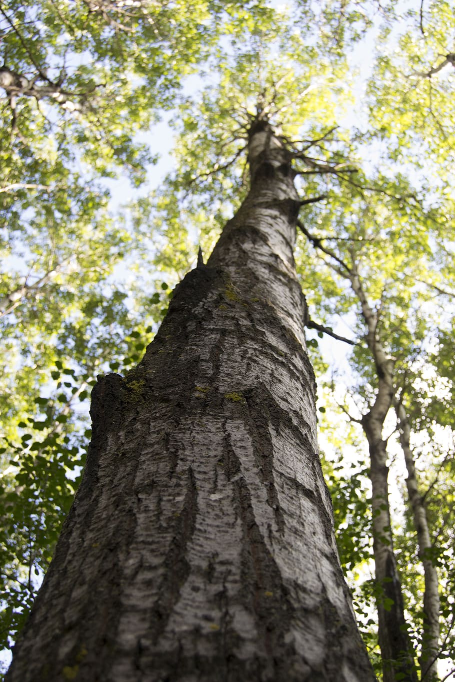 tree, trunk, nature, forest, wood, trees, outdoor, natural HD wallpaper
