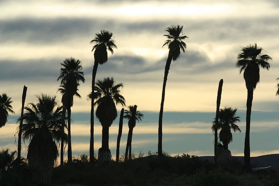 sunset, eve, evening, tree, palm, date, nature, sky, plant HD wallpaper