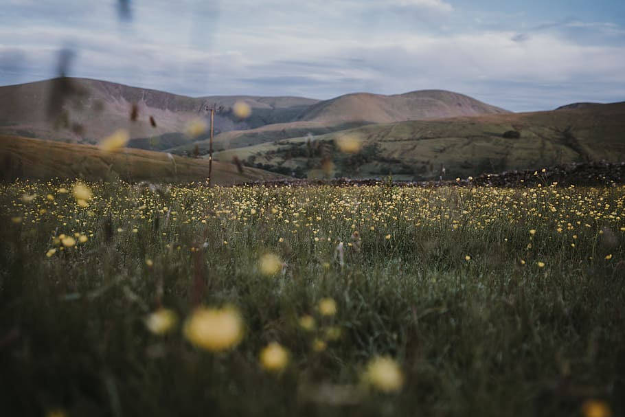 green grass field during daytime, flower, meadow, mountain, blur HD wallpaper