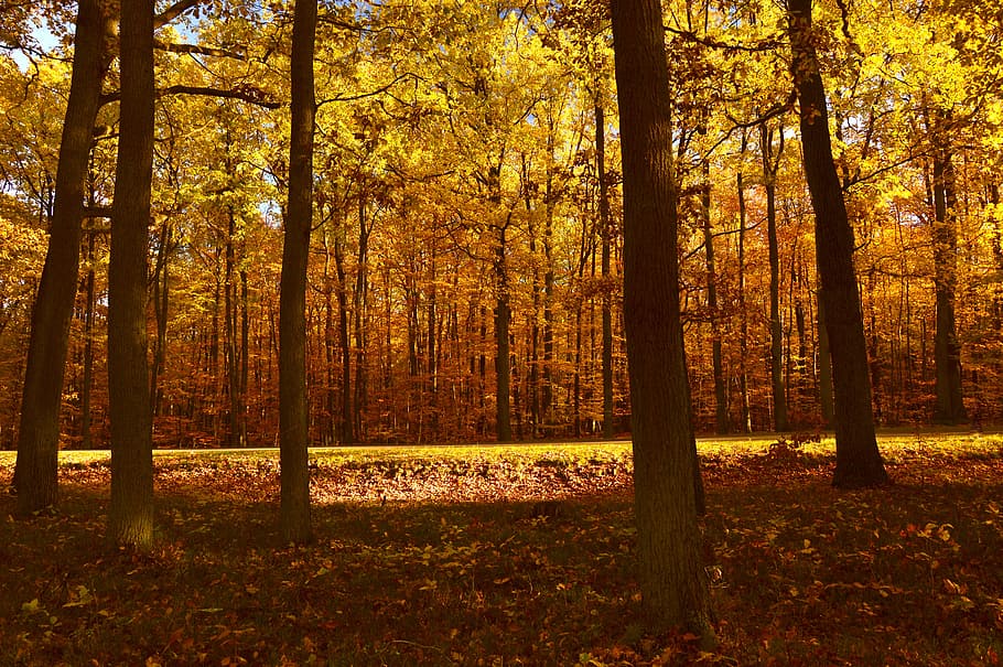 forest, landscape, nature, trees, autumn, autumn mood, fall foliage HD wallpaper