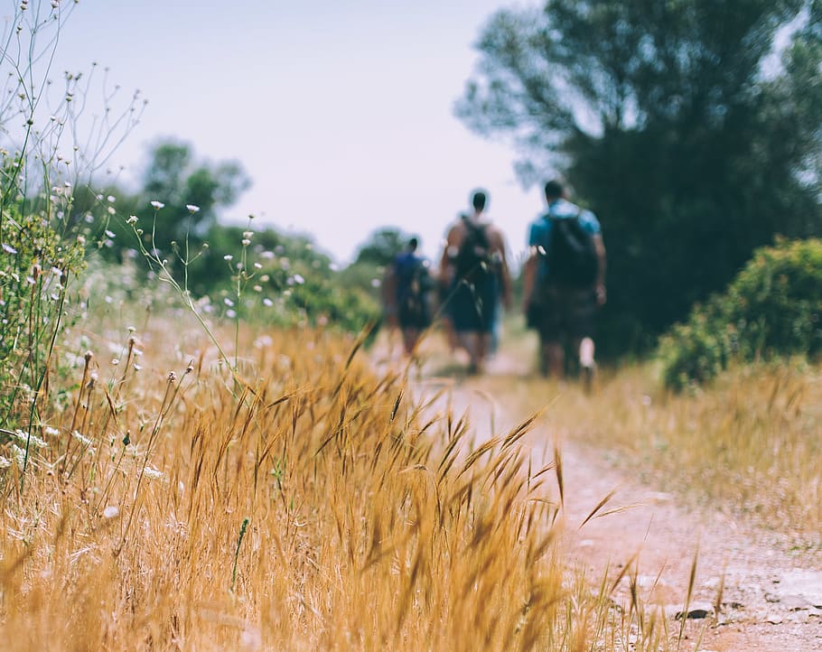 three people walking towards the tree, person, human, hike, trizonia HD wallpaper