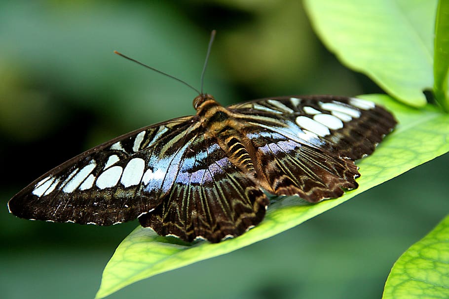 butterfly, nature, macro, insect, close up, wing, animal themes HD wallpaper