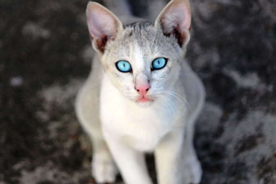 cats, soumyadip, soumyadip sarkar, white, blue eyes, mammal, HD wallpaper