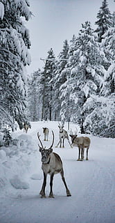 group of deer at snowfield, reindeer, path, tree, cold, outdoors HD wallpaper