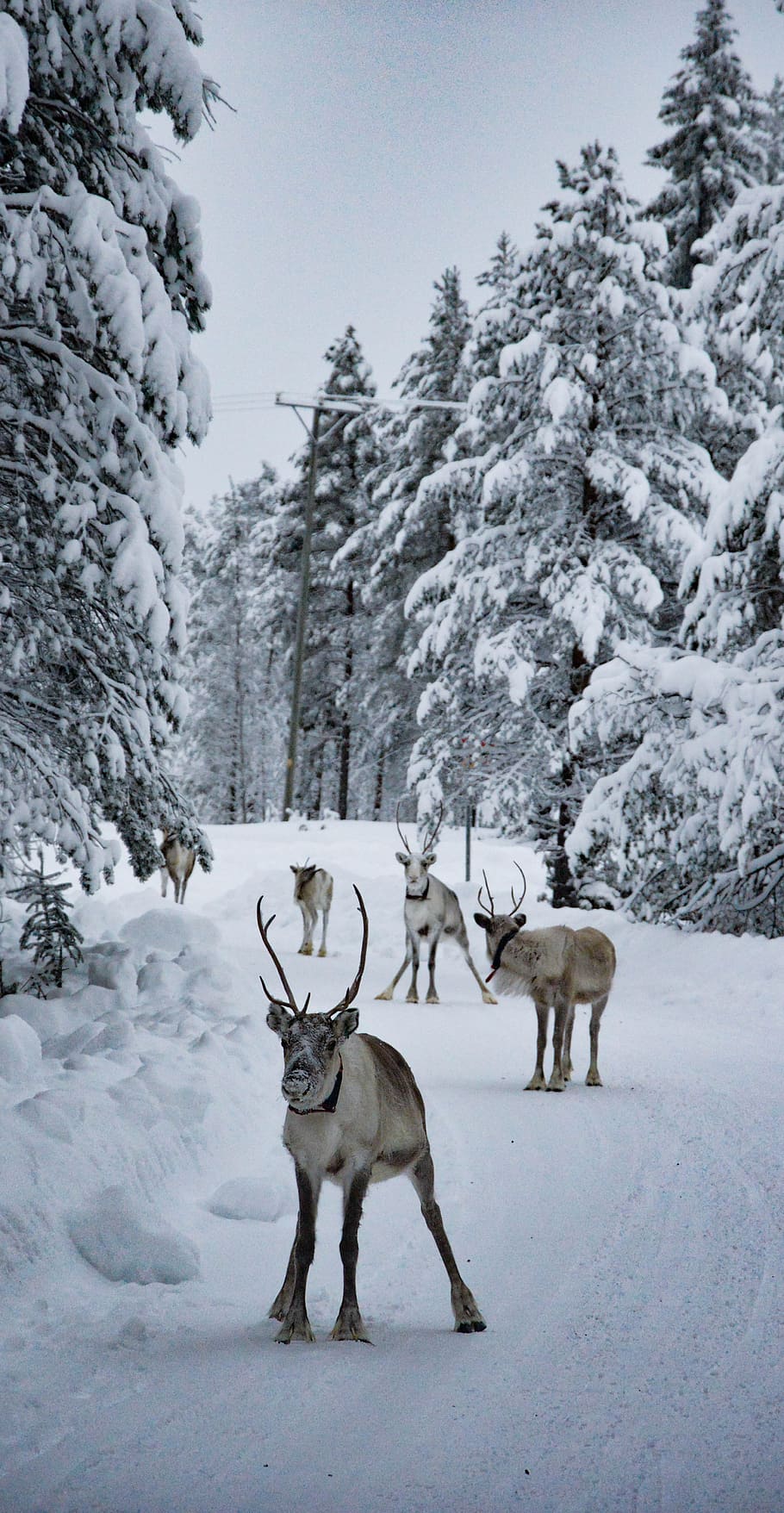 Magical Reindeer Forest 5k HD Artist 4k Wallpapers Images Backgrounds  Photos and Pictures