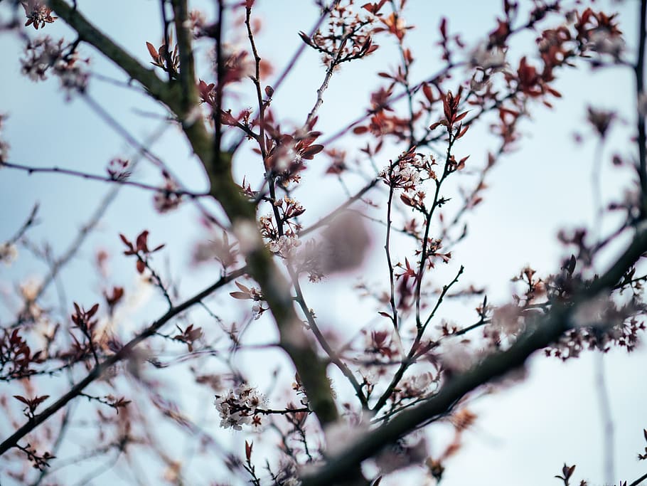 selective focus photography of tree, flower, cherry blossom, plant, HD wallpaper