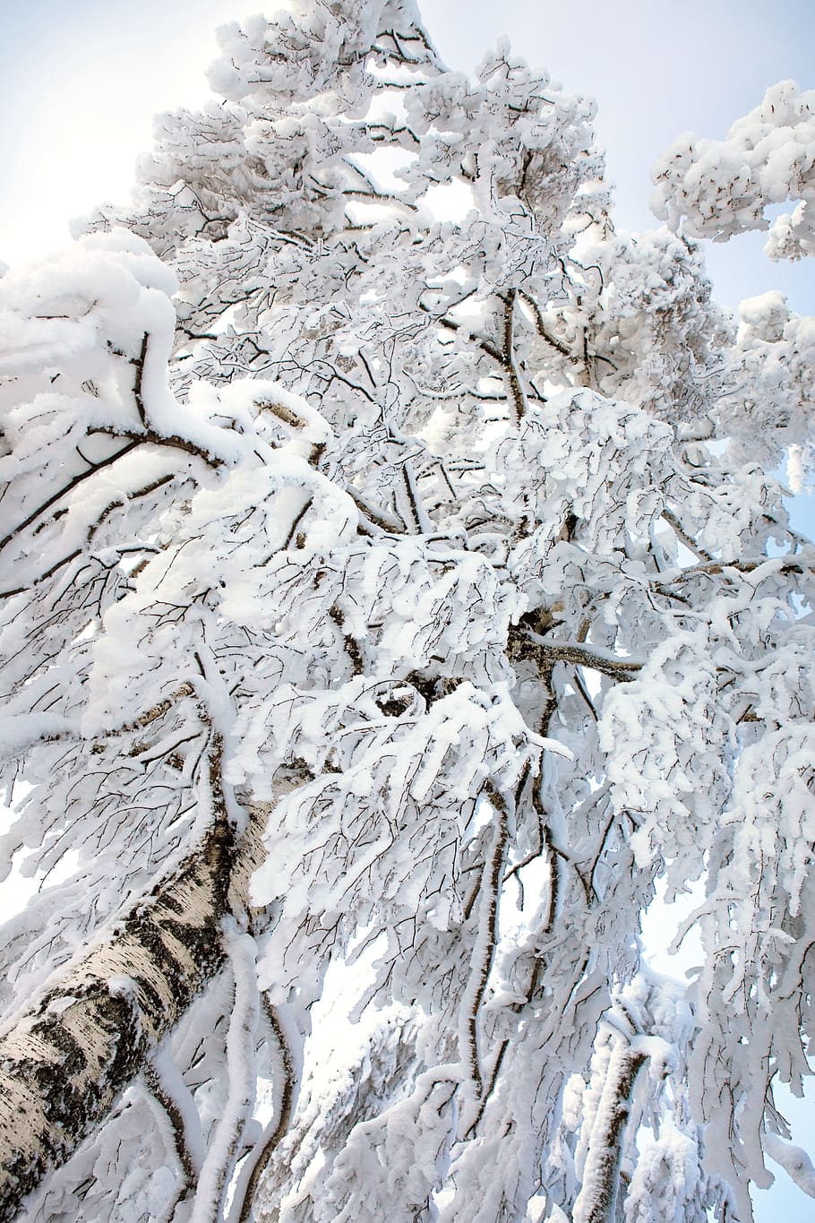 tree, winter, wintertime, outdoor, closeup, cold, snowy, natural HD wallpaper