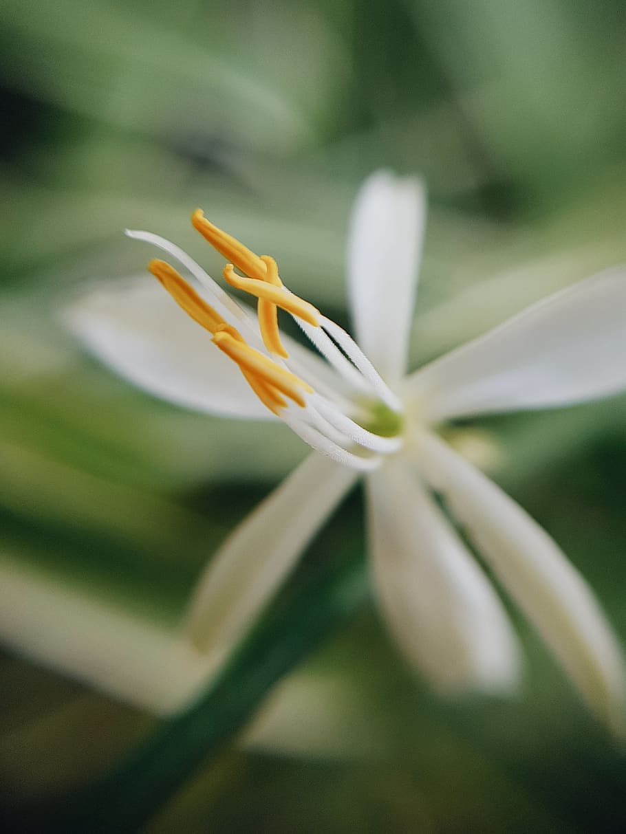 Macro Photography of White Flower, beautiful, bloom, blooming HD wallpaper