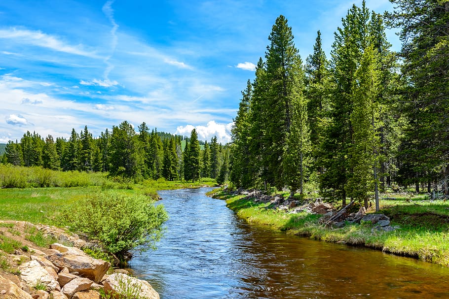 river between trees during daytime, plant, water, beauty in nature HD wallpaper