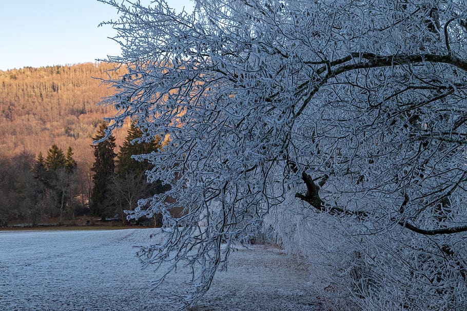 ripe, cold, contrast, light, winter, frost, landscape, frozen HD wallpaper