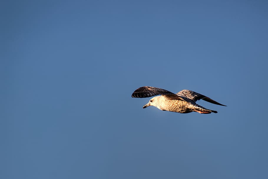 seagull, flight, bird, wing, flying, nature, sky, water bird HD wallpaper