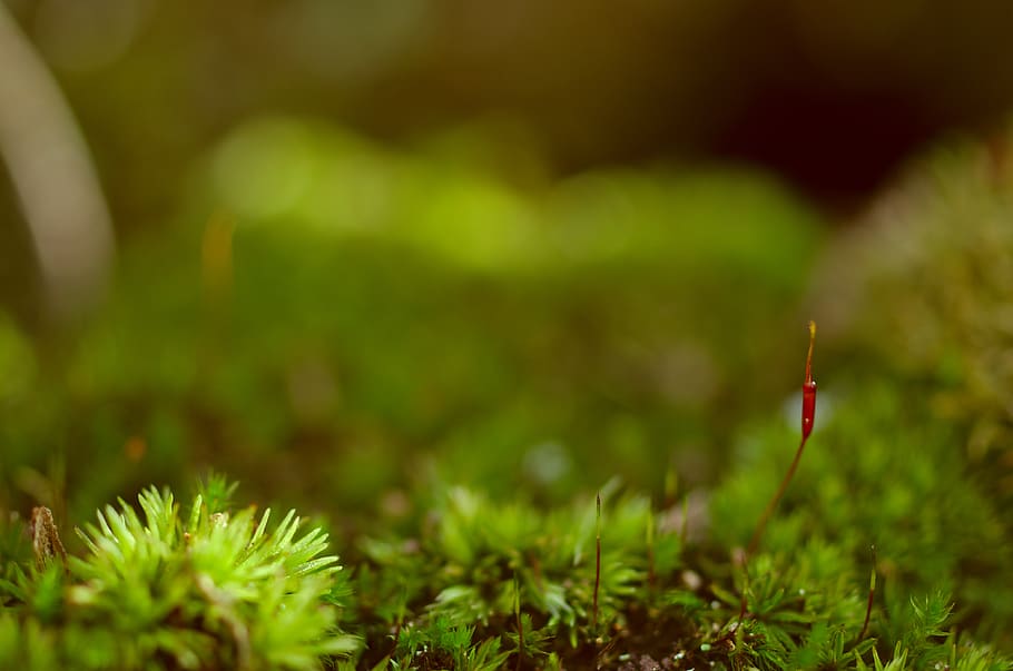 moss, plant, selective focus, green color, growth, close-up HD wallpaper
