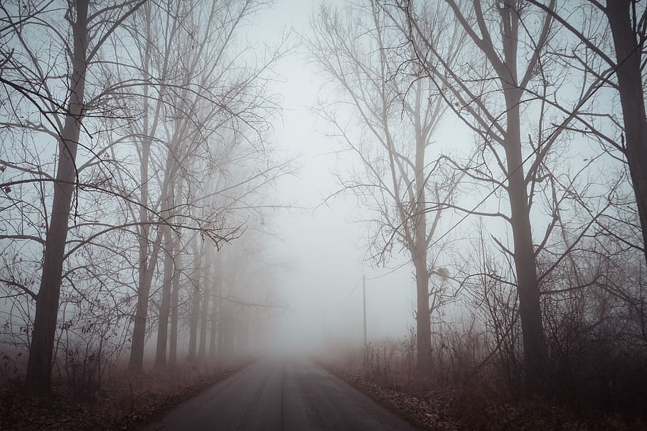 Bare Trees With Fog on Road, branches, cold, dawn, eerie, environment HD wallpaper