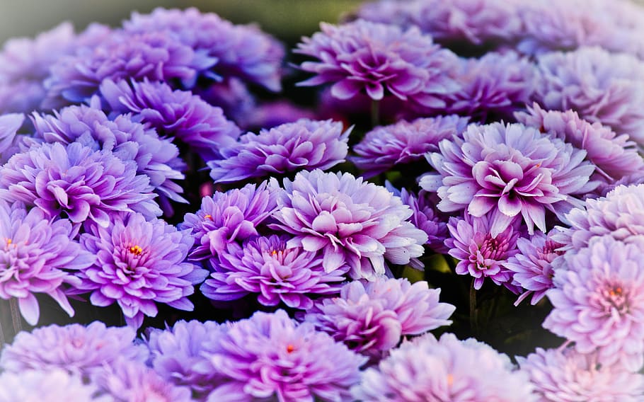 asters, bright, blossom, bloom, close up, purple, autumn, greeting card HD wallpaper