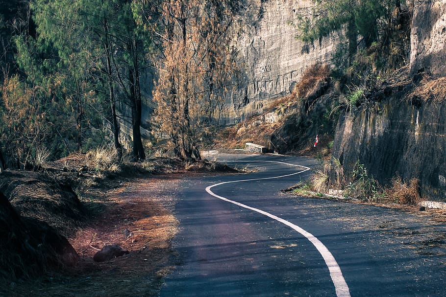 indonesia, mount bromo, tree, road, plant, direction, the way forward HD wallpaper