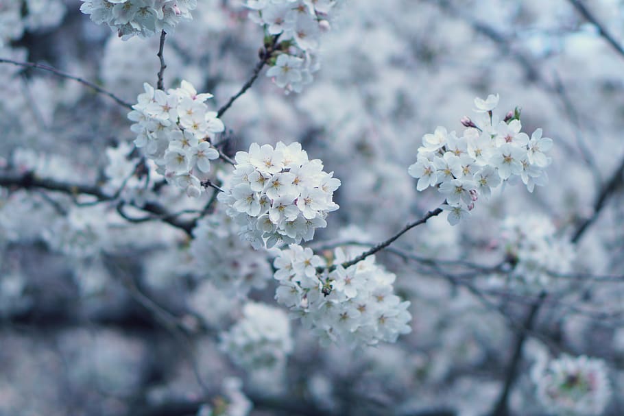 white flowers, flowering plant, fragility, freshness, blossom HD wallpaper