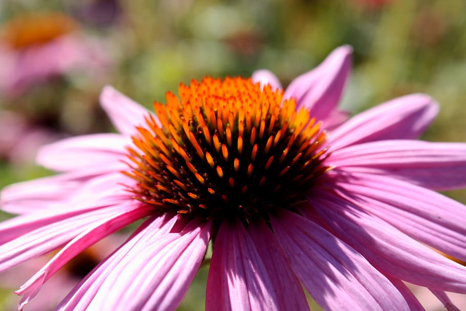 canada, calgary, sait, zoom, flower, orange, macro, pink, blur, HD wallpaper