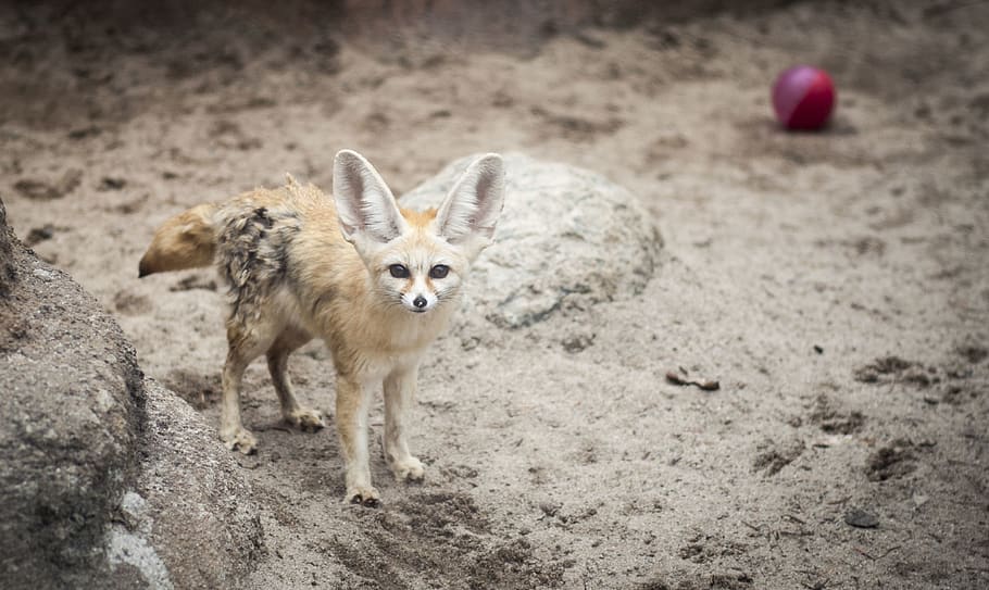 fox, korea, animal, mammal, one animal, animal wildlife, no people HD wallpaper