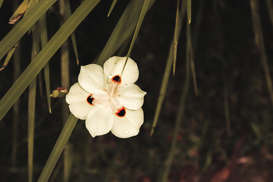 plants, nature, flower, drops, forest, bloom, flora, floral HD wallpaper