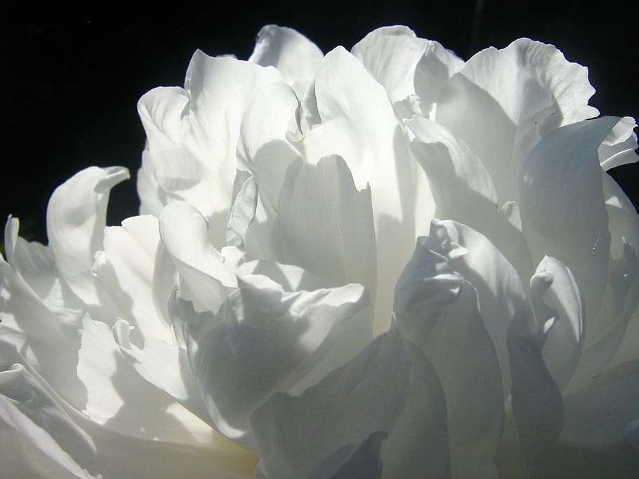 White Petal Flower, bloom, blossom, close-up, flora, petals, black background HD wallpaper