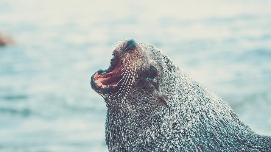 animals, animal themes, one animal, animal wildlife, animals in the wild HD wallpaper