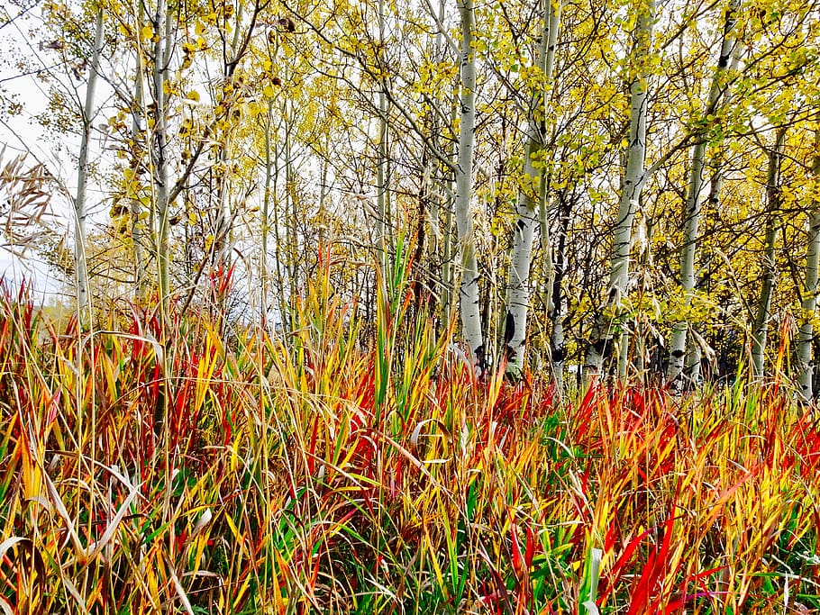 grass, plant, red, colourful, weed, foliage, nature, tree, land HD wallpaper