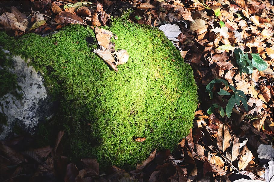 moss, leaves, leaf, plant part, green color, nature, day, no people HD wallpaper