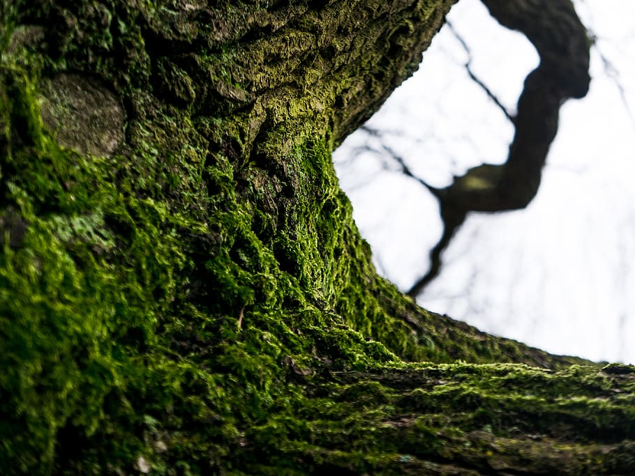 germany, berlin, trunk, tree trunk, plant, textured, moss, nature HD wallpaper
