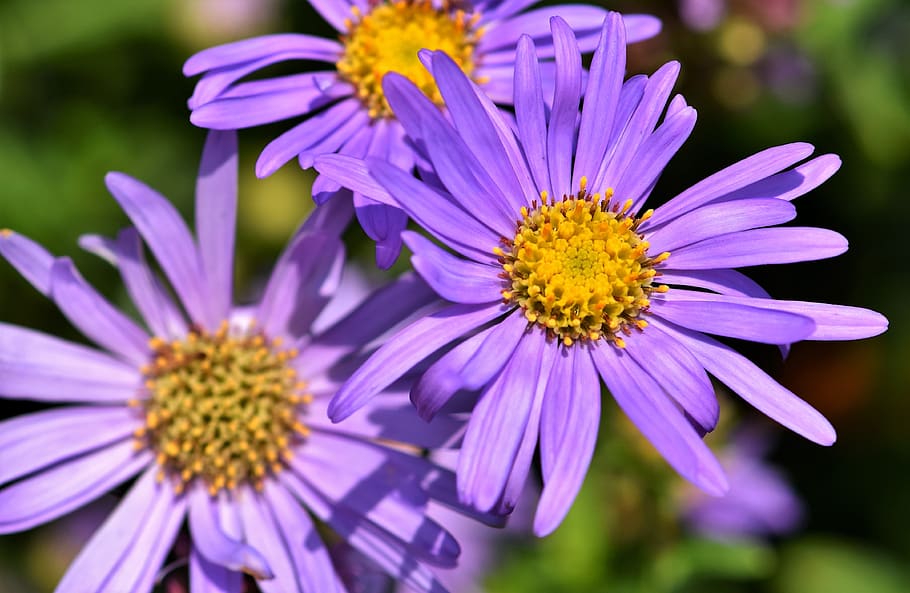 aster, composites, purple, violet, blossom, bloom, asteraceae HD wallpaper
