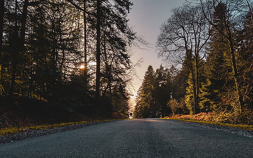 road with trees on side, asphalt, tarmac, plant, abies, fir, france HD wallpaper