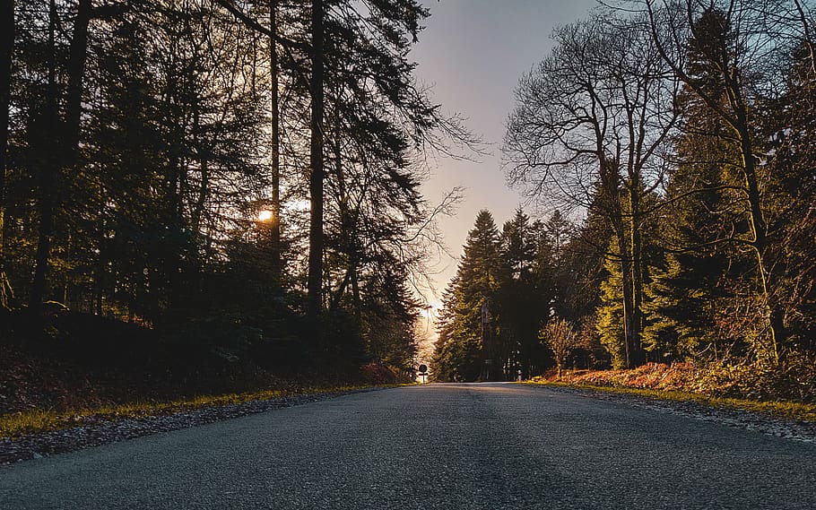 road with trees on side, asphalt, tarmac, plant, abies, fir, france HD wallpaper